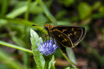 butterfly on a flower