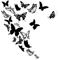 black butterfly, isolated on a white - 225428856