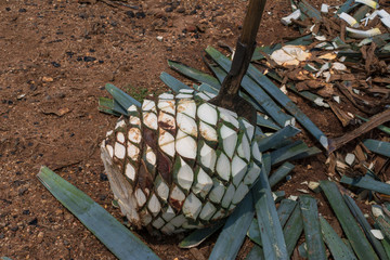 La coa agavera está partiendo el agave.