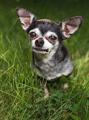 cute senior chihuahua sitting in grass looking at the camera