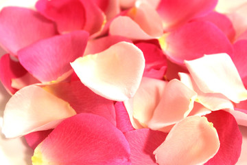 Fototapeta na wymiar 二色のピンクのバラの花びら