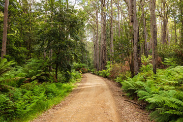 Forested Dirt Road
