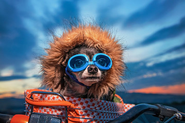 cute chihuahua with goggles on in a bicycle basket at a hot air balloon festival