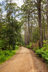 Forested Dirt Road
