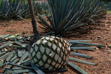 La herramienta coa agavera está clavada en el agave para el tequila.