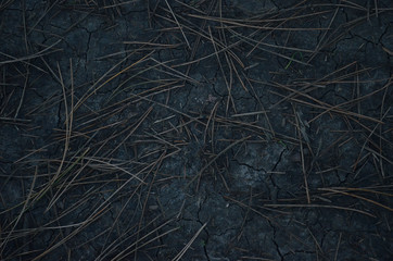 Fototapeta na wymiar Top view photo. Ground texture with coniferous needles for background. Dark ground