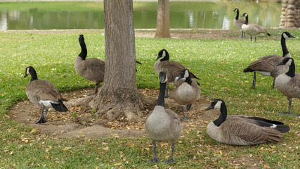 geese