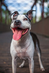 cute american staffordshire terrier on a bridge