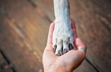 pitbull lab mix with her paw in the hand of her owner
