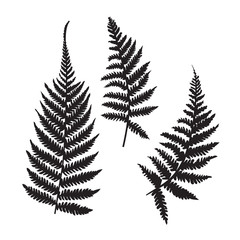 Vector fern silhouette collection. Black isolated prints of fern leaves on the white background.  - obrazy, fototapety, plakaty