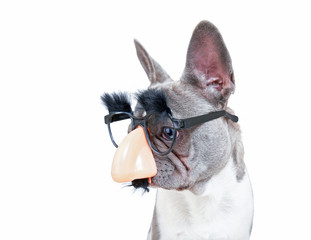 cute french bulldog wearing a big nose with a mustache and eyebrows mask on an isolated white background