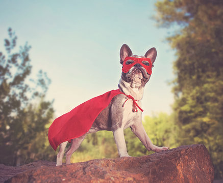 cute french bulldog in a super hero costume toned with a retro vintage instagram filter