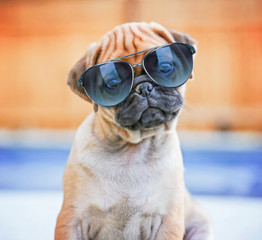  a cute chihuahua pug mix puppy (chug) looking at the camera with a head tilt in front of a fenced in pool in a backyard during summer wearing sunglasses