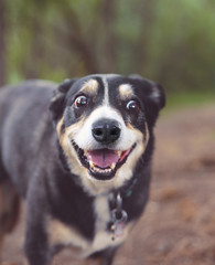Dog looking at a ball