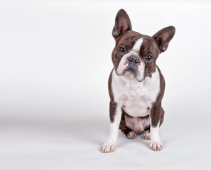 cute boston terrier puppy isolated on a white background studio shot