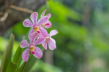 Exotic Phalaenopsis schilleriana Orchid Beautiful Orchids flower background.