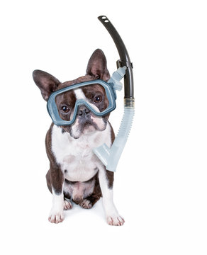 cute boston terrier puppy isolated on white with a diving scuba mask and snorkel