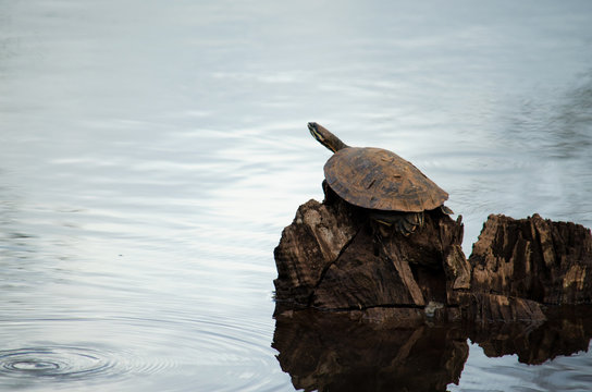 Tartaruga Bilder Durchsuchen 3,831 Archivfotos, und