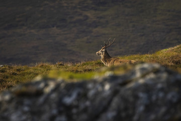 Male red deer stag in the Scottish Highlands