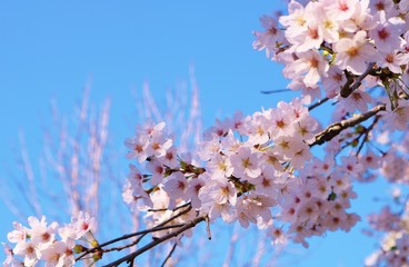 さくら　満開　春　茨城