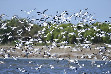 Fototapeta premium The birds of the sea