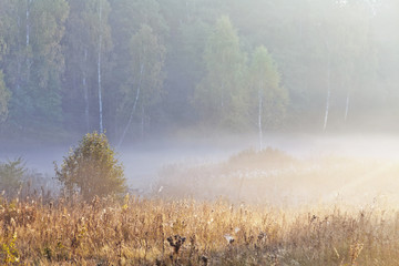 Autumn foggy landscape