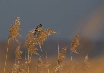 bird on reed
