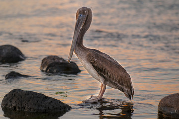 Pelican, taking a nap in the bay of La Paz, Baja California Sur. Sea of cortes Mexico