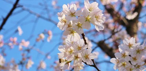 さくら　満開　青空　茨城