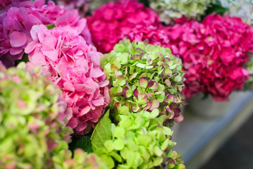 Hydrangea macrophylla - Beautiful flowers of different colors on counter in flower market for sale