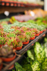 Close up view of many different variety and colorful young succulent plants in small pots for sale in the market