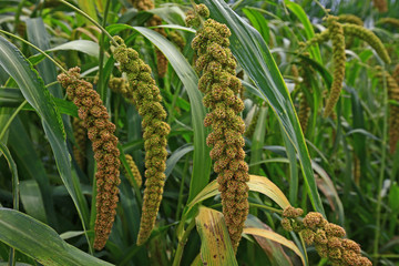 Mature millet in the farmland