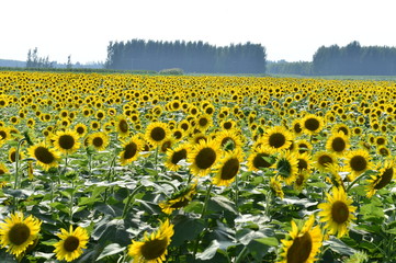 Obraz premium Sunflowers in the field