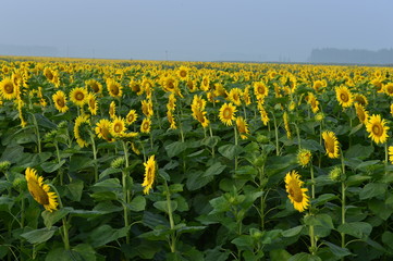 Sunflowers in the field
