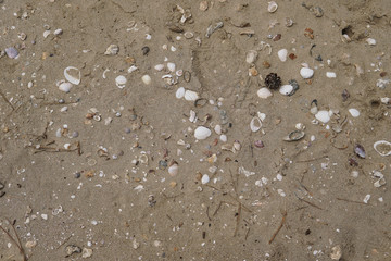 shells