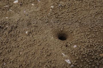 A crab hole on the beach
