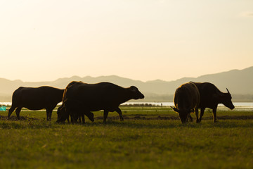 Thai buffalo is grazing in a field
