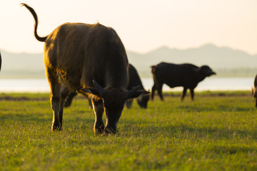 Thai buffalo is grazing in a field