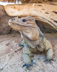Iguana at the reptile park in la paz mexico