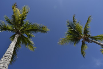 Fototapeta na wymiar palmas vigilando desde el cielo
