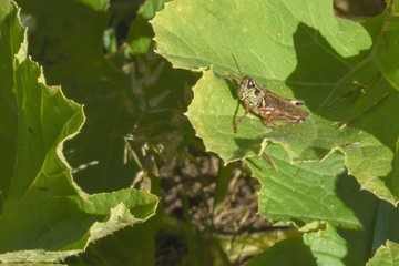 Grasshopper on a leaf