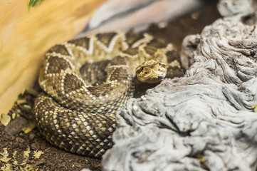 Snake at the reptile park in La Paz, MEXICO