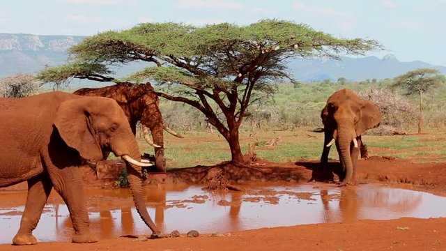 A small group of elephants, Loxodonta africana wrestle? for dominance at a small waterhole during winter at Zimanag Private Game reserve in Kwa-Zulu Natal region of South Africa