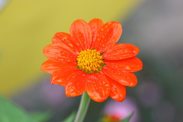 red flower in summer