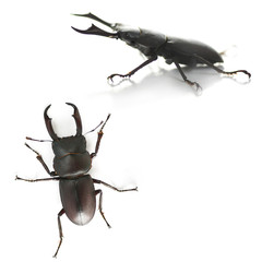 stag beetle on a white background