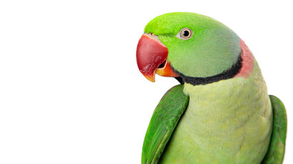 Fototapeta premium Alexandrine Parrot Closeup With Copy Space
