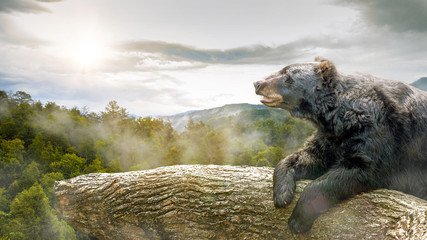 Naklejka premium Niedźwiedź w drzewie w Smoky Mountains Park