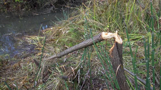 Tree gnawed by a beaver at the shore of a small river in an autumn forest