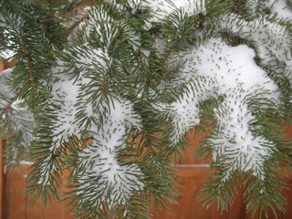 Snow covered pine branch