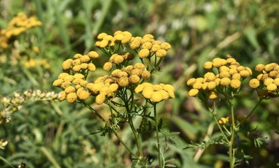 Yellow tansy flowers in a field